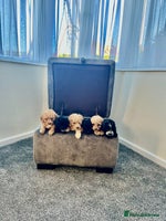 Cockapoo dogs - Advert 15