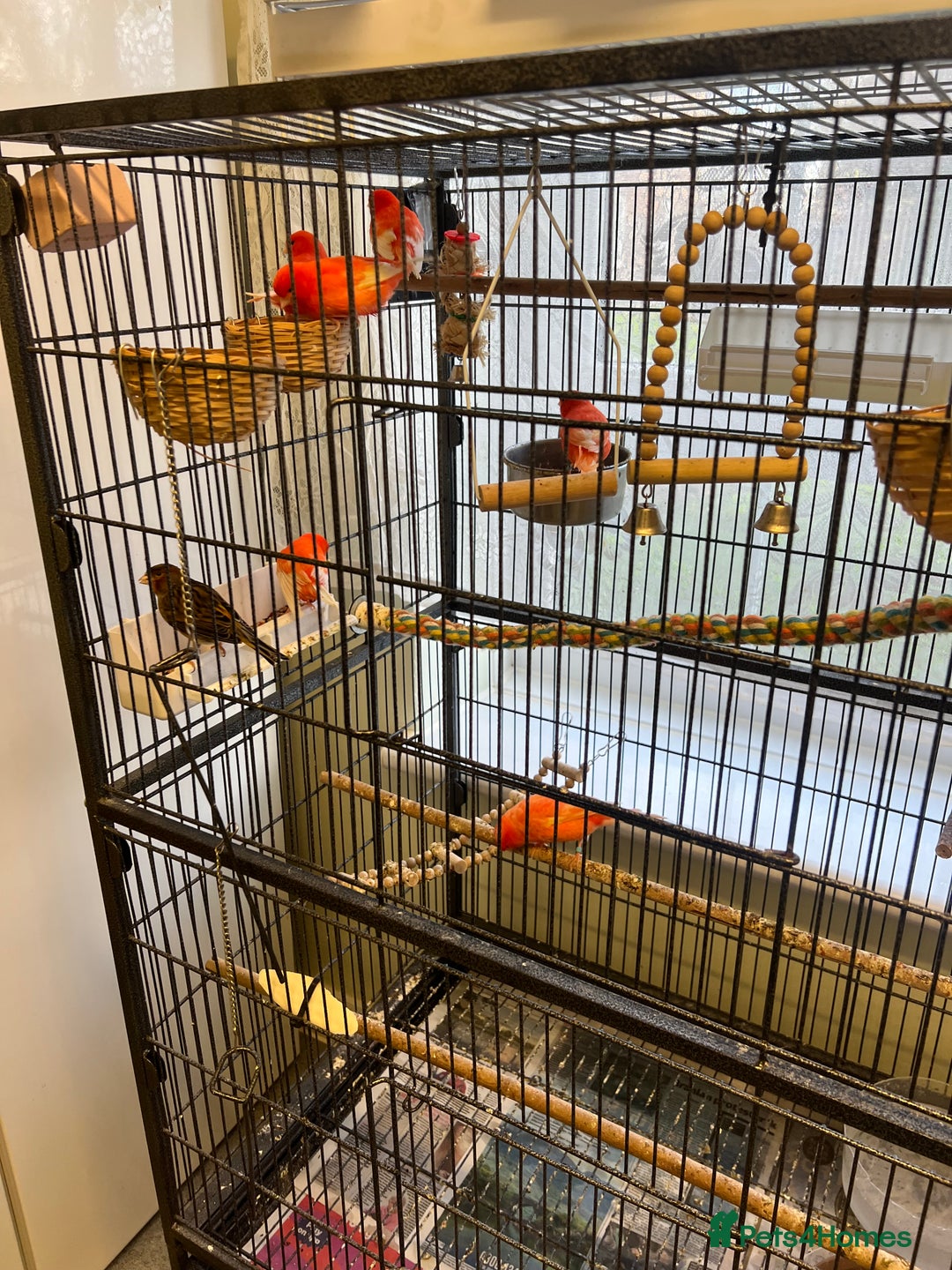 Canaries birds for sale: Varied Canaries for sale (Mostly Red Factors) - Advert 2