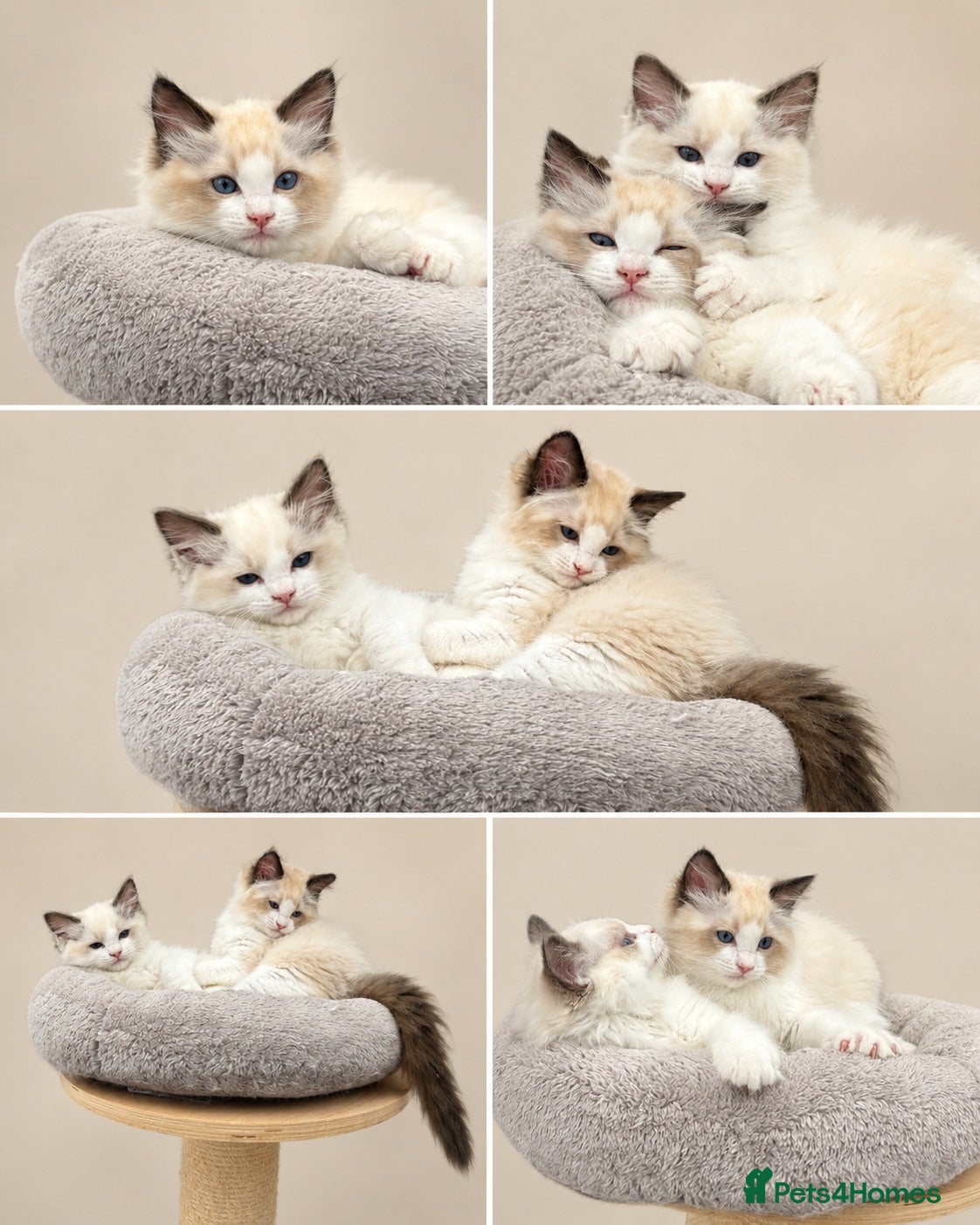 Ragdoll cats Stunning GCCF reg kittens available to 5* homes.  - Advert 2