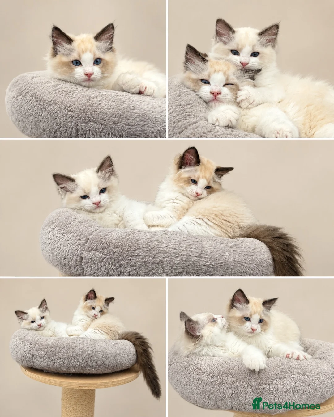 Ragdoll cats for sale: Stunning GCCF reg kittens available to 5* homes.  - Advert 2
