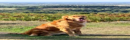 Golden Retriever dogs for sale: 🐾 Golden Retriever Puppies Due Any Day 🐾 in Hull - Advert 3