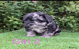 Miniature Poodle dogs for sale: Foodle French Bulldog X Poodle Ready Now - Image 6