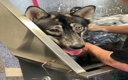 Siberian Husky dogs for sale: Siberian husky  - Image 8