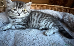 British Longhair cats for sale: British Longhair full pedigree - Advert 7