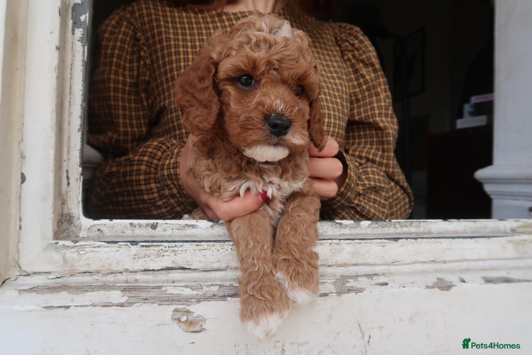 Cockapoo dogs for sale: Very unique Asian Toy Cockerpoos - Image 22
