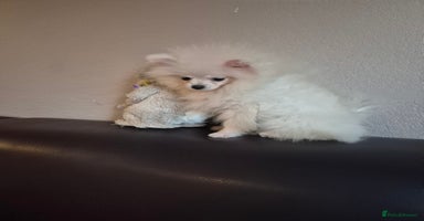 Pomeranian dogs - Advert 16