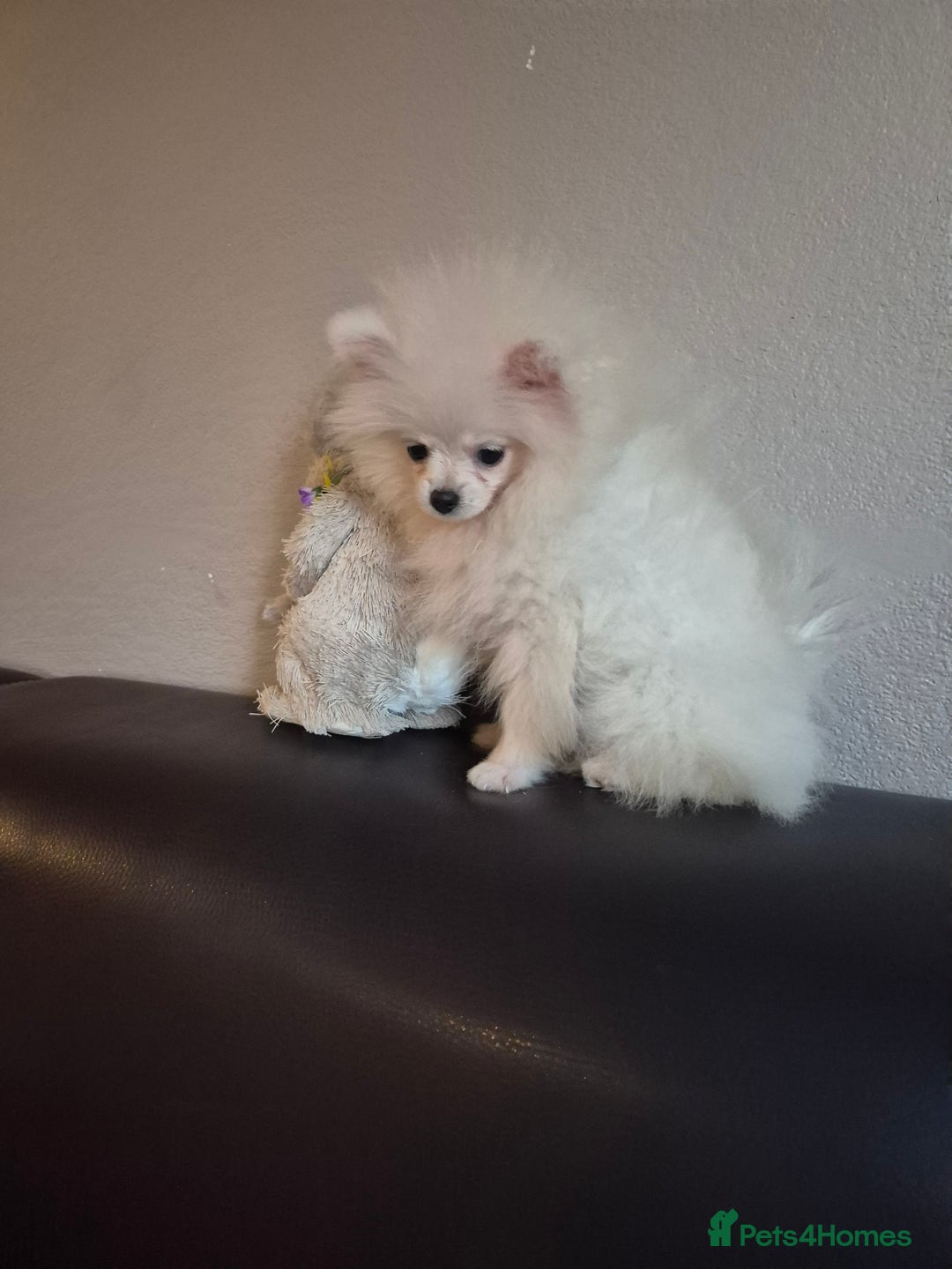 Pomeranian dogs for sale: Pomeranian white girl  - Image 2