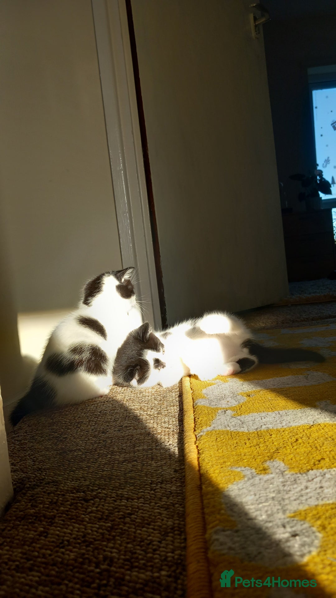 Mixed Breed cats for sale: Kittens available end of January  - Advert 4