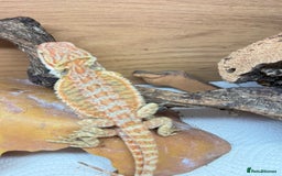 Bearded Dragon reptiles for sale: 🔥🔥🔥 BABY BEARDED DRAGONS 🔥🔥🔥 READY 2 GO 🔥🔥 - Image 17