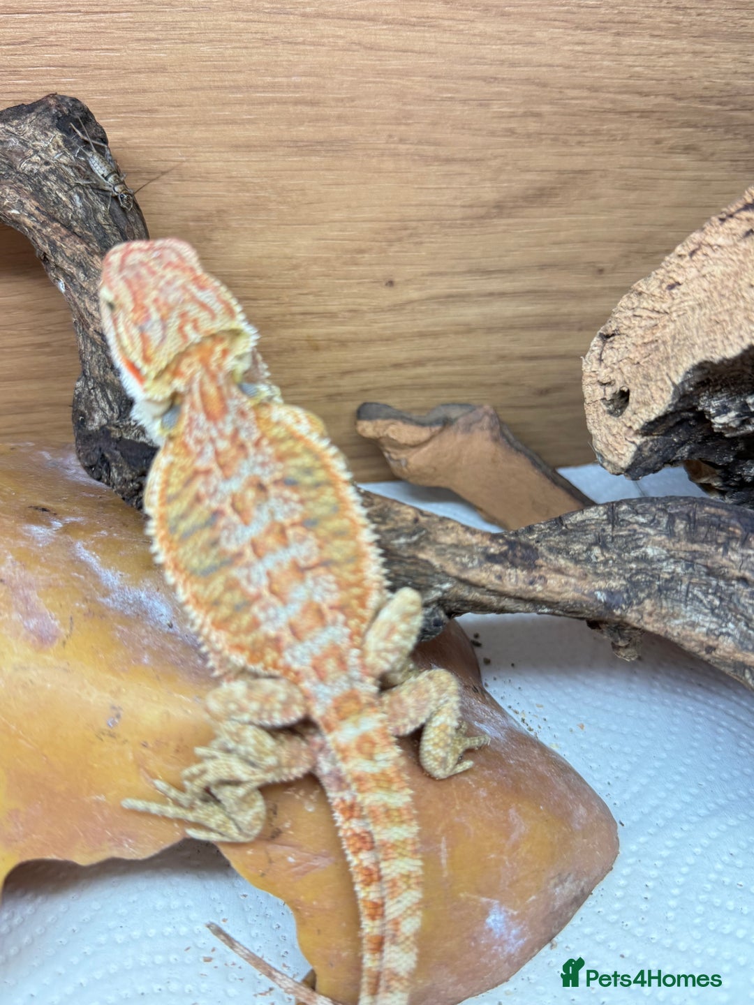 Bearded Dragon reptiles for sale: 🔥🔥🔥 BABY BEARDED DRAGONS 🔥🔥🔥 READY 2 GO 🔥🔥 - Image 17