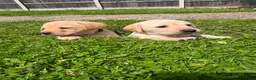 Goldador dogs for sale: 11 Goldador puppies *Ready to leave now* - Advert 20