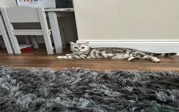 British Shorthair cats for sale: British short hair female xl - Image 11