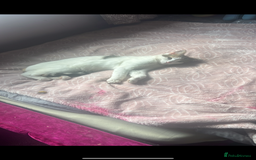 Domestic Shorthair cats for sale: 2 kittens - Image 7