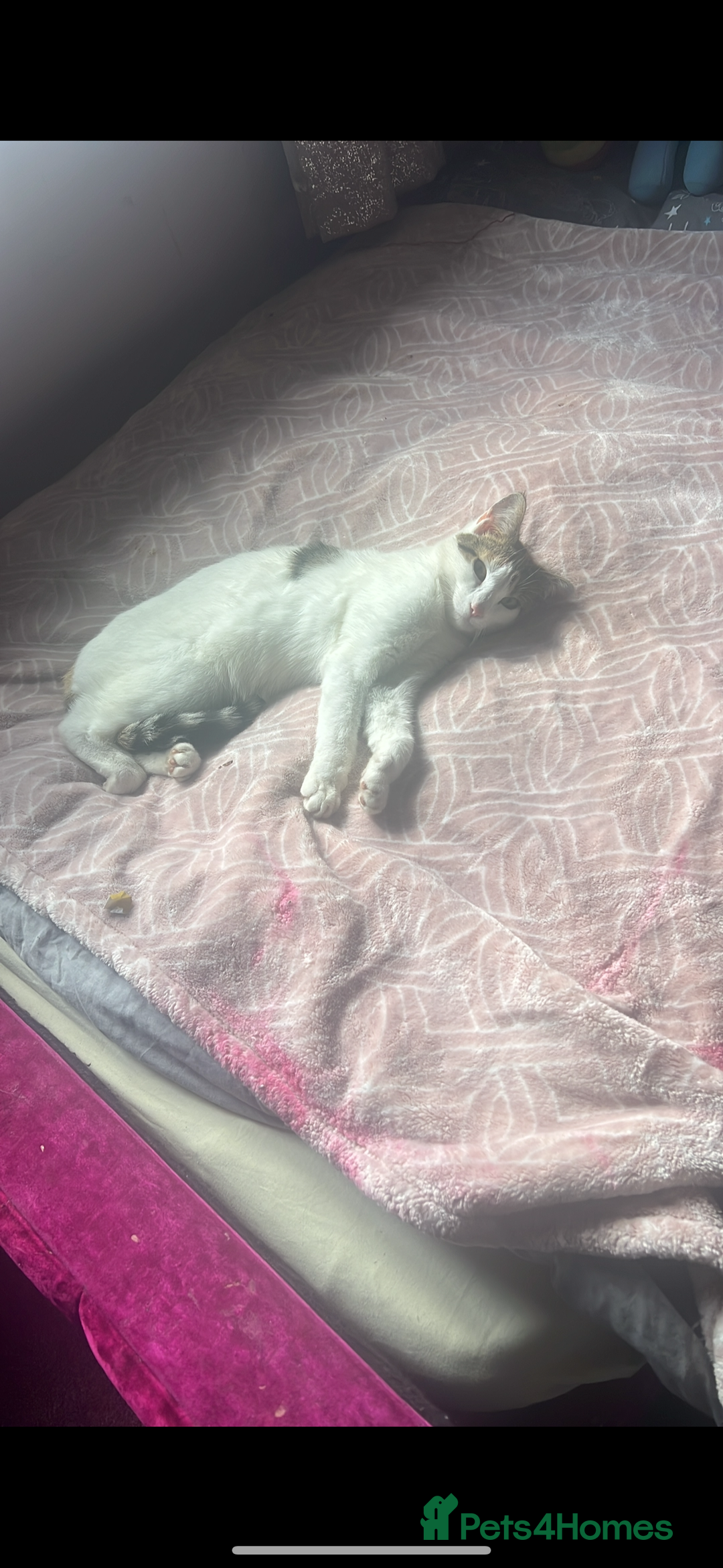 Domestic Shorthair cats for sale: 2 kittens - Image 7