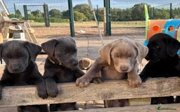 Labrador Retriever dogs for sale: KC Silver, Charcoal & Black Labs for sale - Image 24