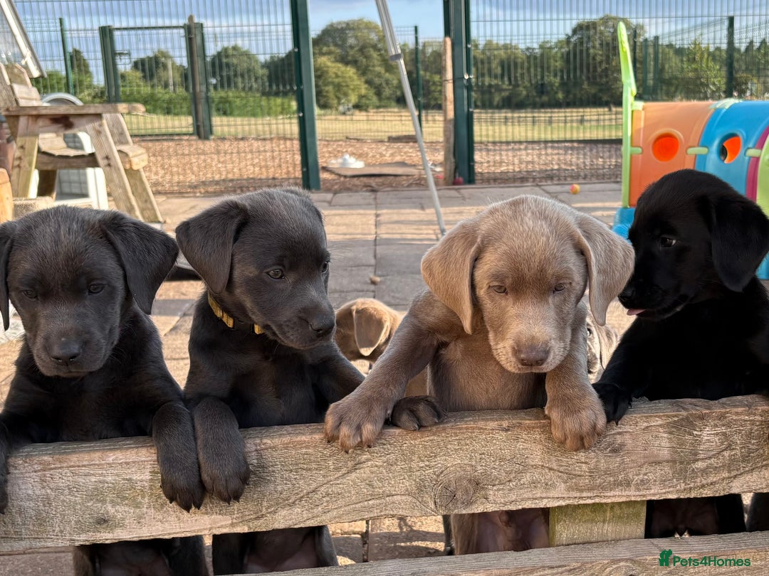Labrador Retriever dogs for sale: KC Silver, Charcoal & Black Labs for sale - Image 24