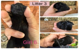 Guinea Pig rodents for sale: Beautiful baby guinea pigs  - Image 15