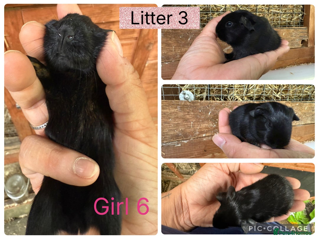Guinea Pig rodents for sale: Beautiful baby guinea pigs  - Image 15