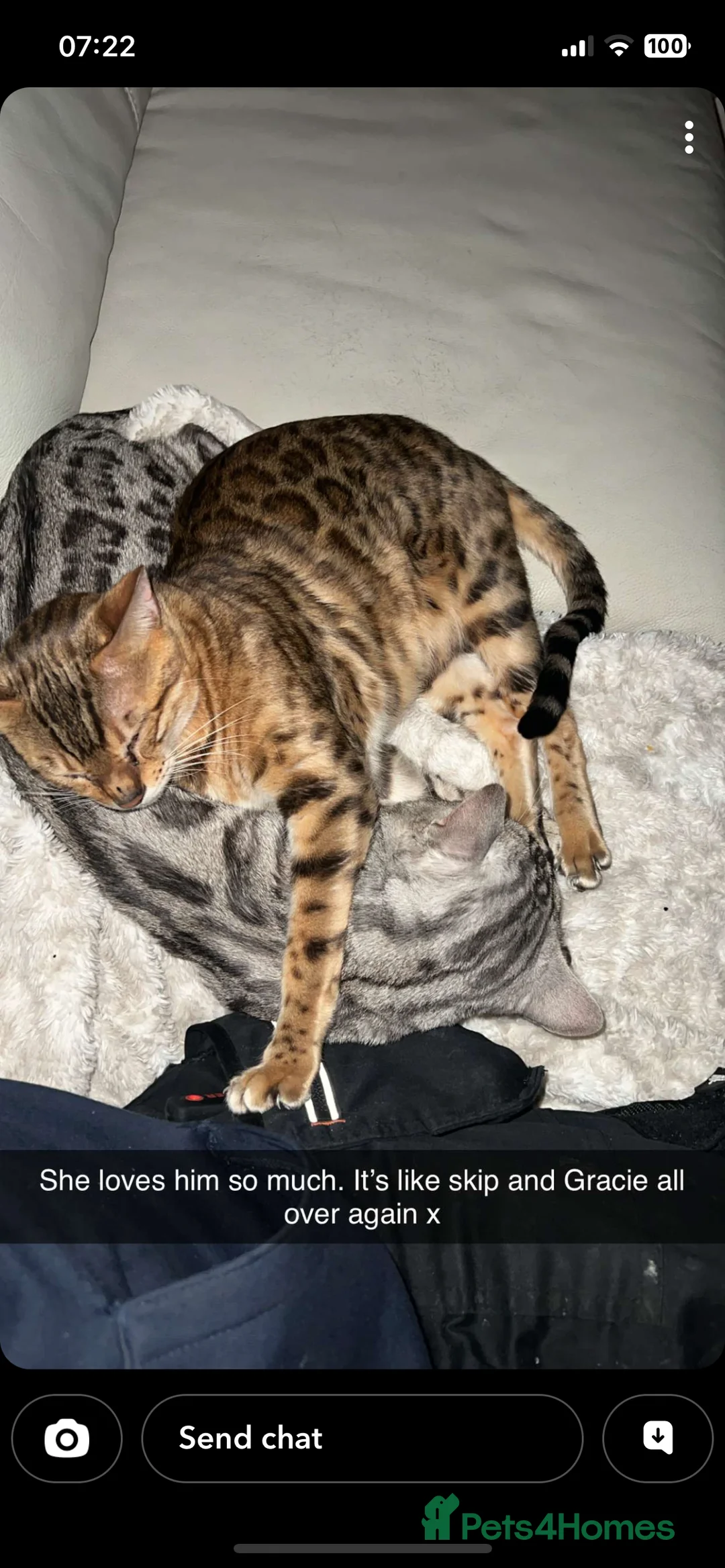 Bengal cats for sale: Pure Bengal Kittens  - Advert 14