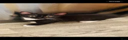 Domestic Shorthair cats for sale: Beautiful black and white kittens - Advert 1