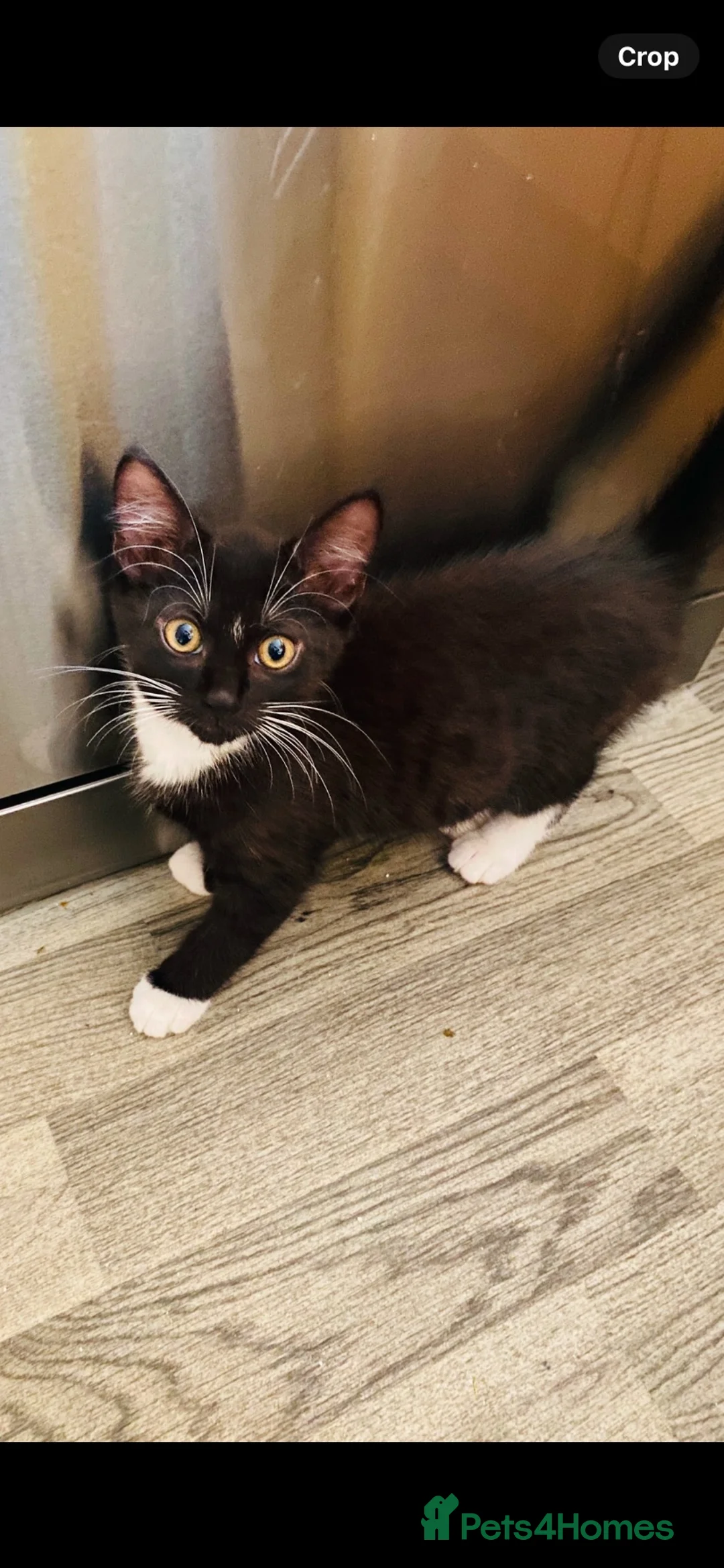 Domestic Shorthair cats for sale: Beautiful black and white kittens - Advert 1