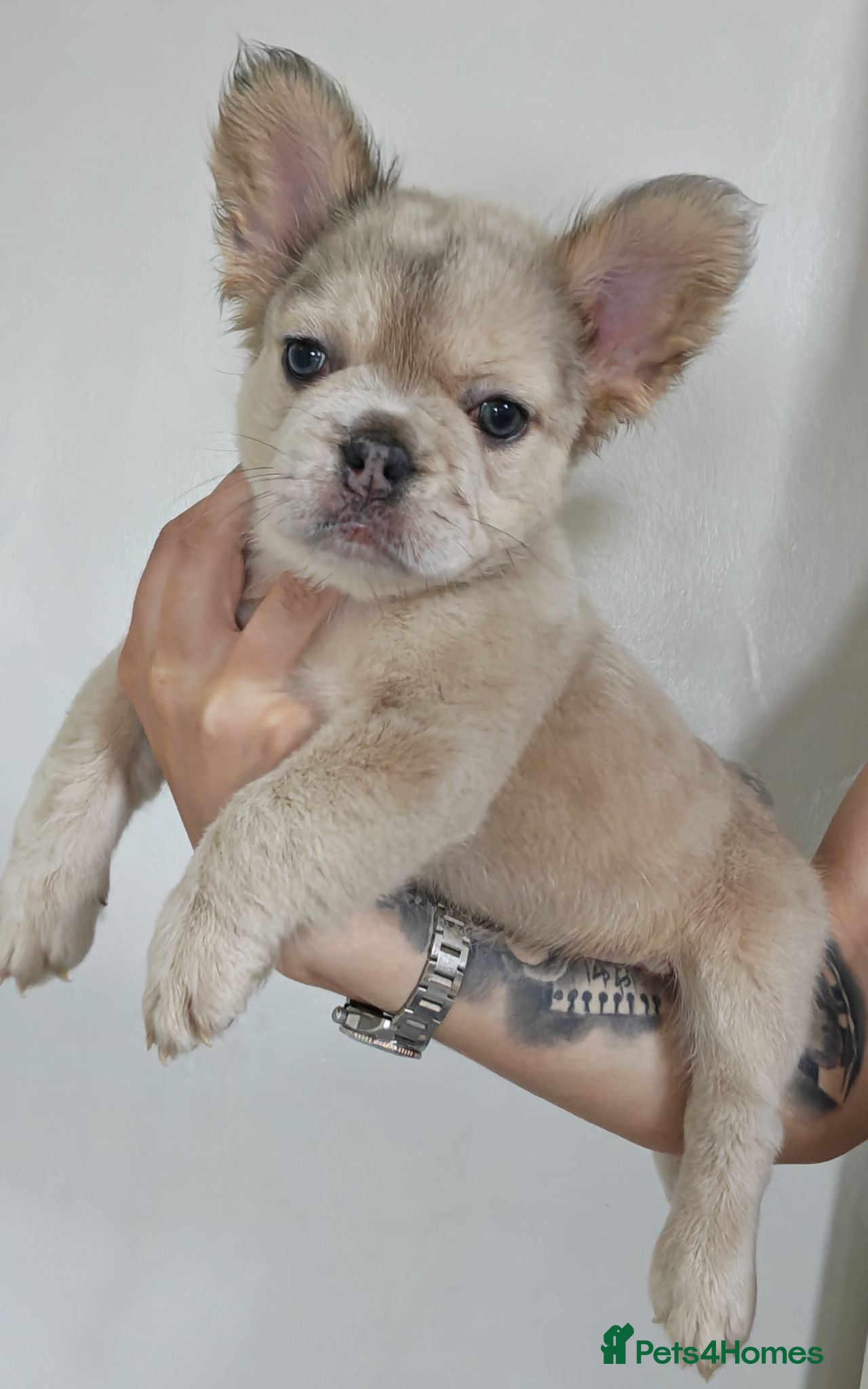 French Bulldog dogs Fluffy French Bulldogs - Advert 1