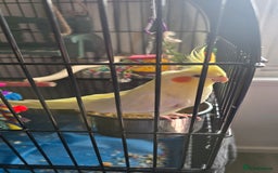 Cockatiels birds for sale: Cockatiel  - Image 3