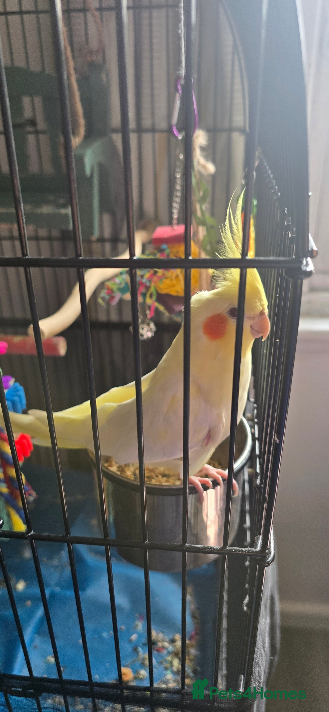 Cockatiels birds for sale: Cockatiel  - Image 3