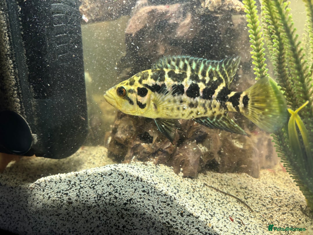 Cichlids fish for sale: Baby Jaguar chichlids - Image 2