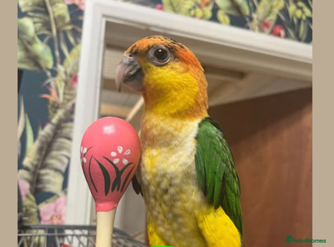 Parrots birds for sale: Yellow Thighed Caique - Image 2