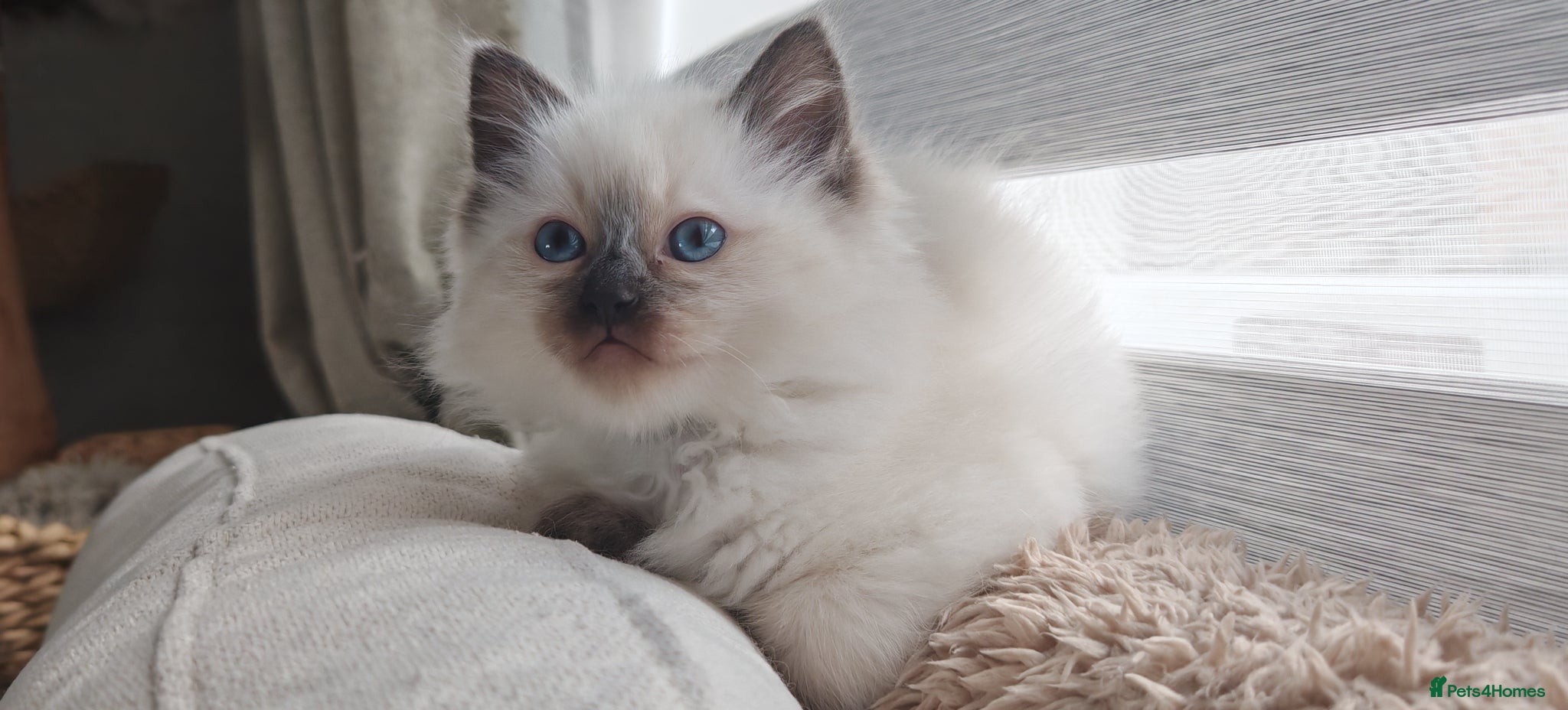 Ragdoll cats Ragdoll kittens  - Advert 2