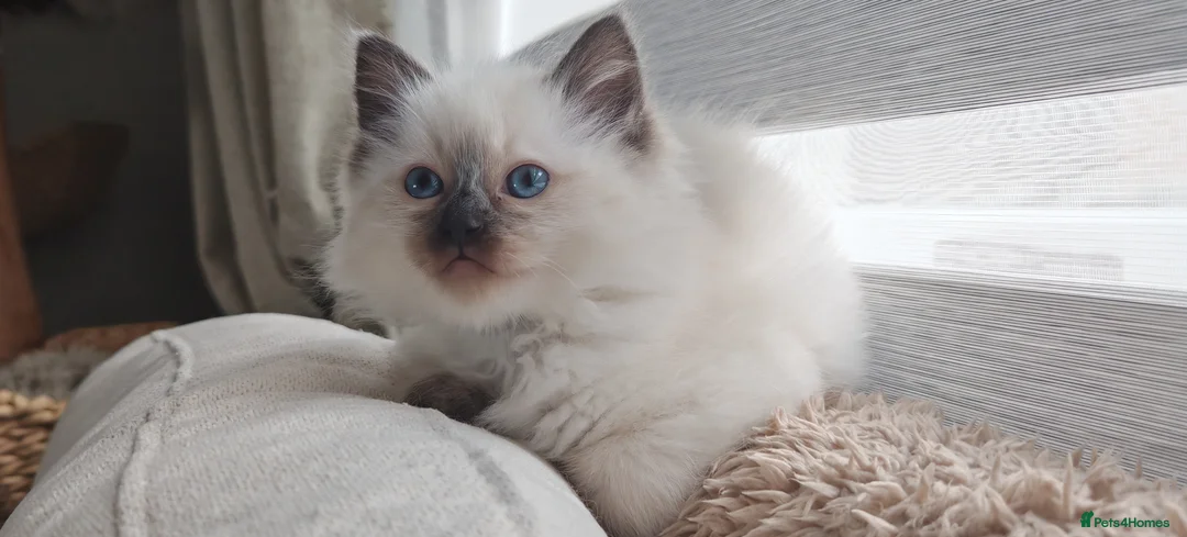 Ragdoll cats for sale: Ragdoll kittens  - Advert 1