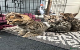 Bengal cats for sale: Bengal and half breed Bengal kittens  - Image 4