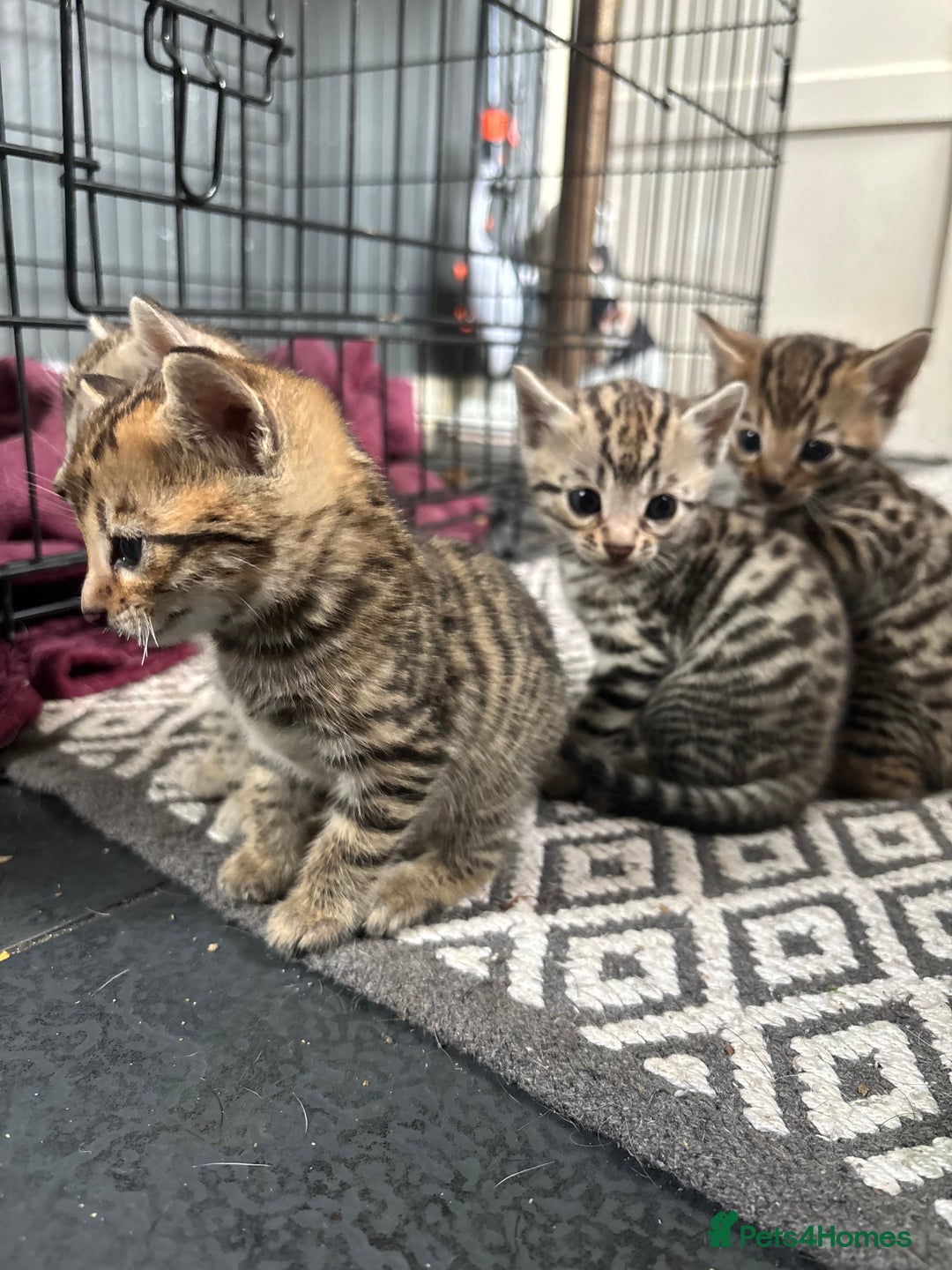 Bengal cats for sale: Bengal and half breed Bengal kittens  - Image 4