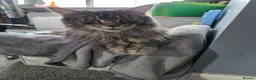 Maine Coon cats for adoption: Maine Coon male & female for rehoming  in Nuneaton - Advert 3
