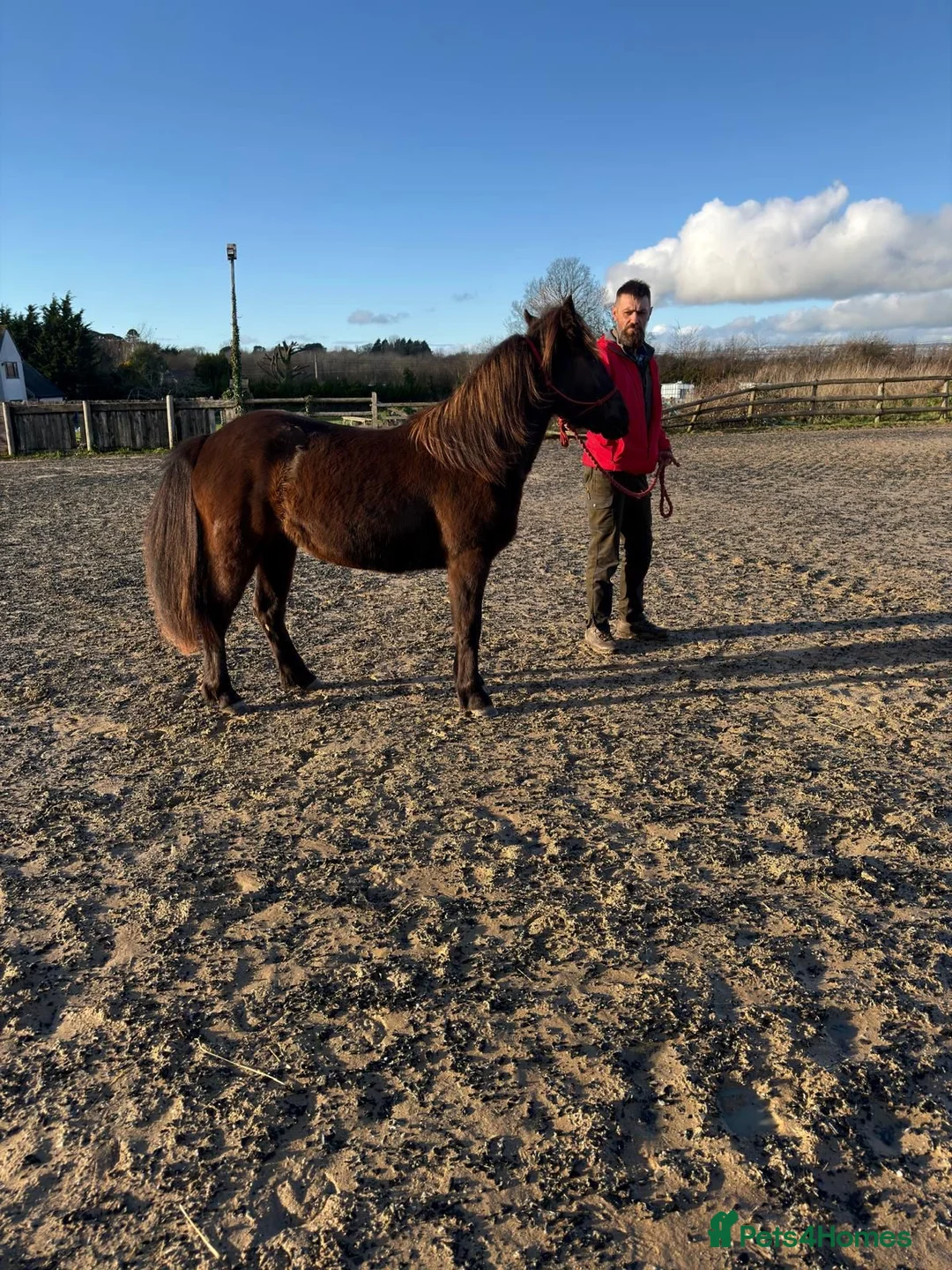 Other Breed horses for sale: Tinkerbell 12.2 18 month old  - Advert 5