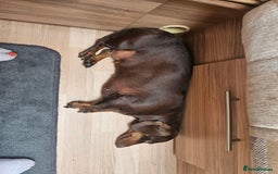 Dachshund dogs for sale: 3/4 Dachsunds  - Image 21