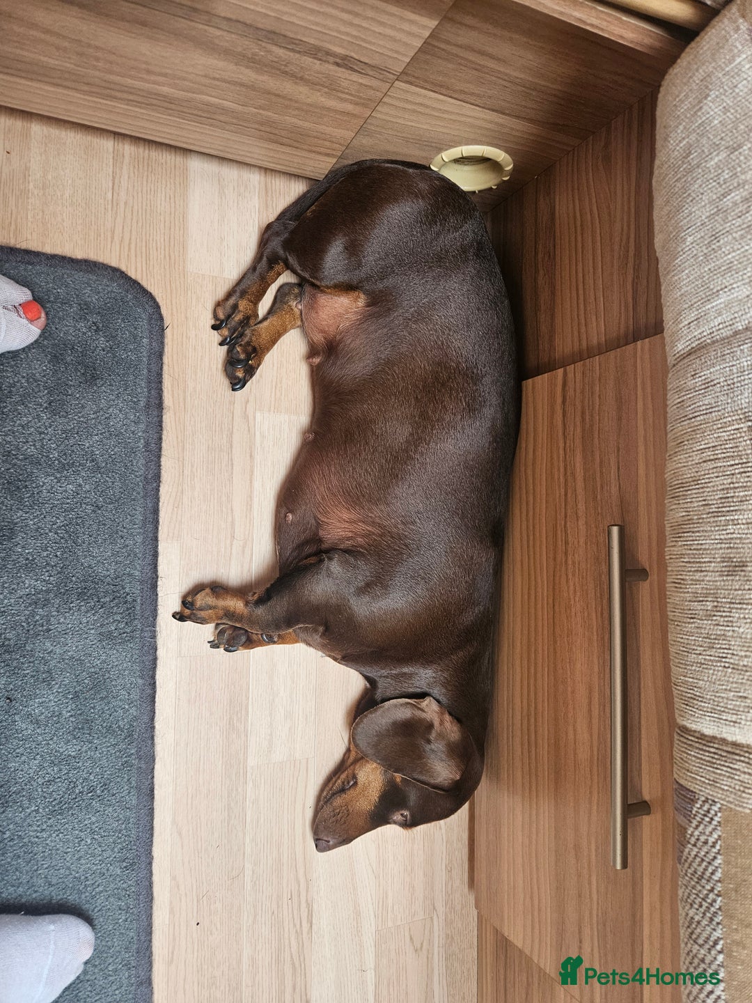 Dachshund dogs for sale: 3/4 Dachsunds  - Image 21