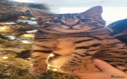 Mixed Breed cats for sale: Gorgeous kittens ready to leave now!  - Image 10