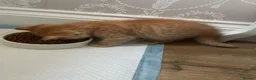 British Longhair cats for sale: British Lonhair Cross Kittens in Amersham - Advert 15