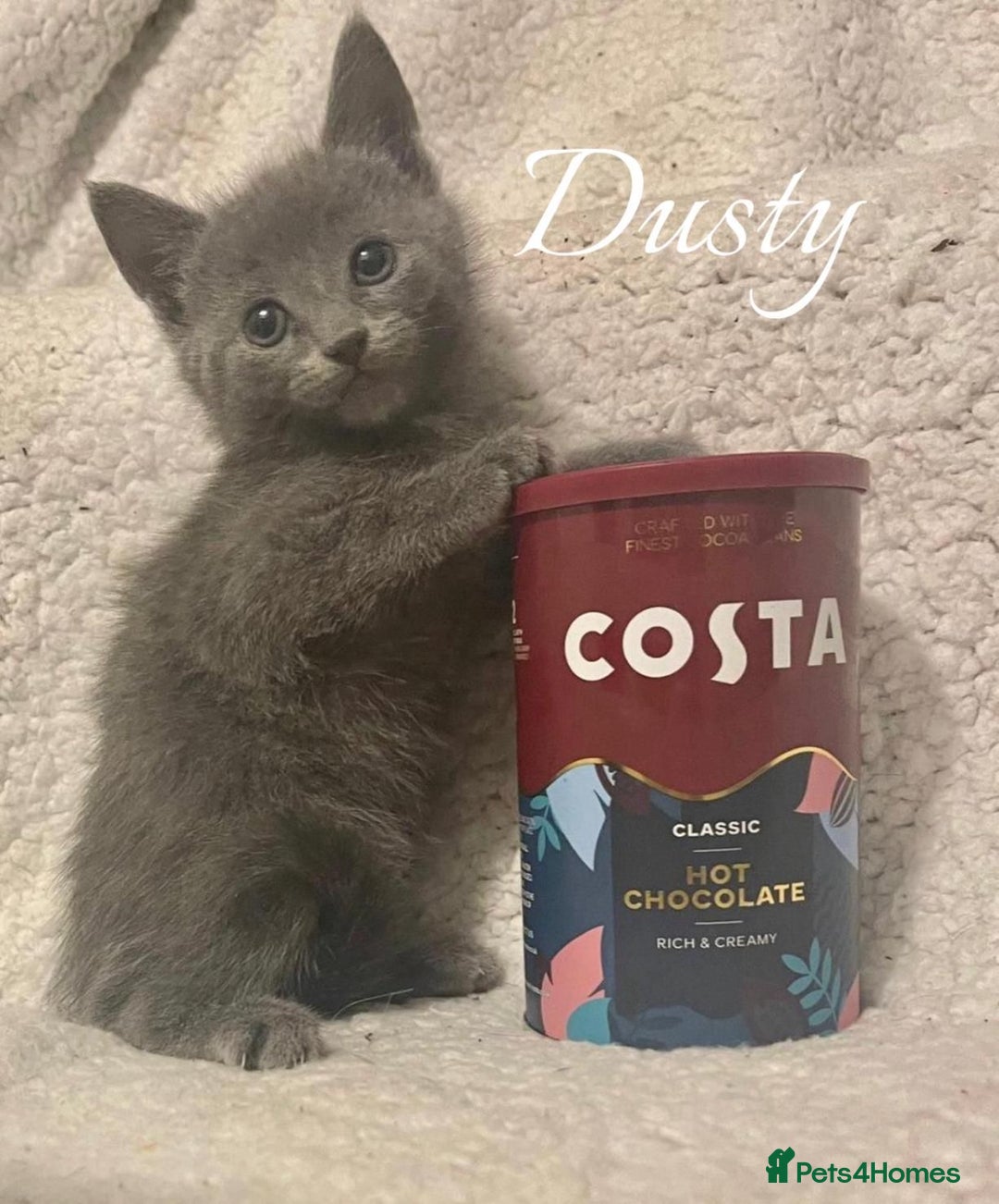 Mixed Breed rabbits for sale: BSH X RAGDOLL  - Advert 1