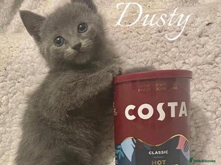 Mixed Breed rabbits BSH X RAGDOLL - Advert 1