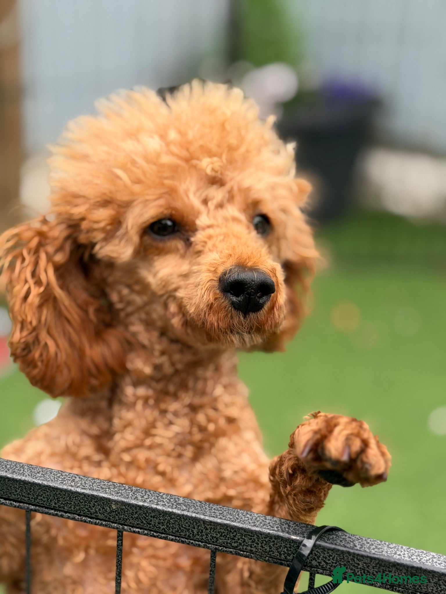 Miniature Poodle dogs KC Miniature poodle  - Advert 11