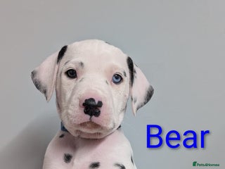 Dalmatian dogs Dalmatian puppies KC registered last 2 remaining - Advert 5