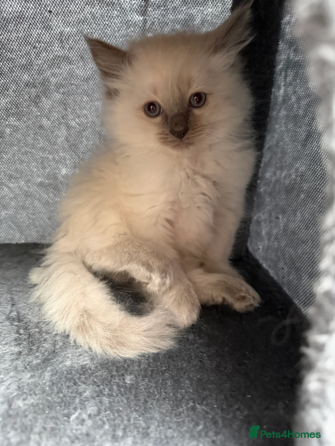 Ragdoll cats for sale: Beautiful Cuddly Purebred Kittens in Great Yarmouth - Advert 11