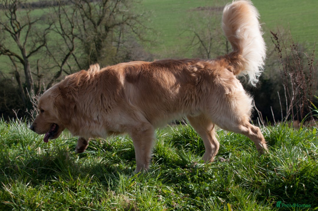 Golden Retriever dogs for stud: STUNNING KC GOLDEN RETRIEVER  - Advert 6