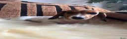 Miniature Dachshund dogs for sale: Beautiful Pedigree Miniature Dachshunds - Advert 2