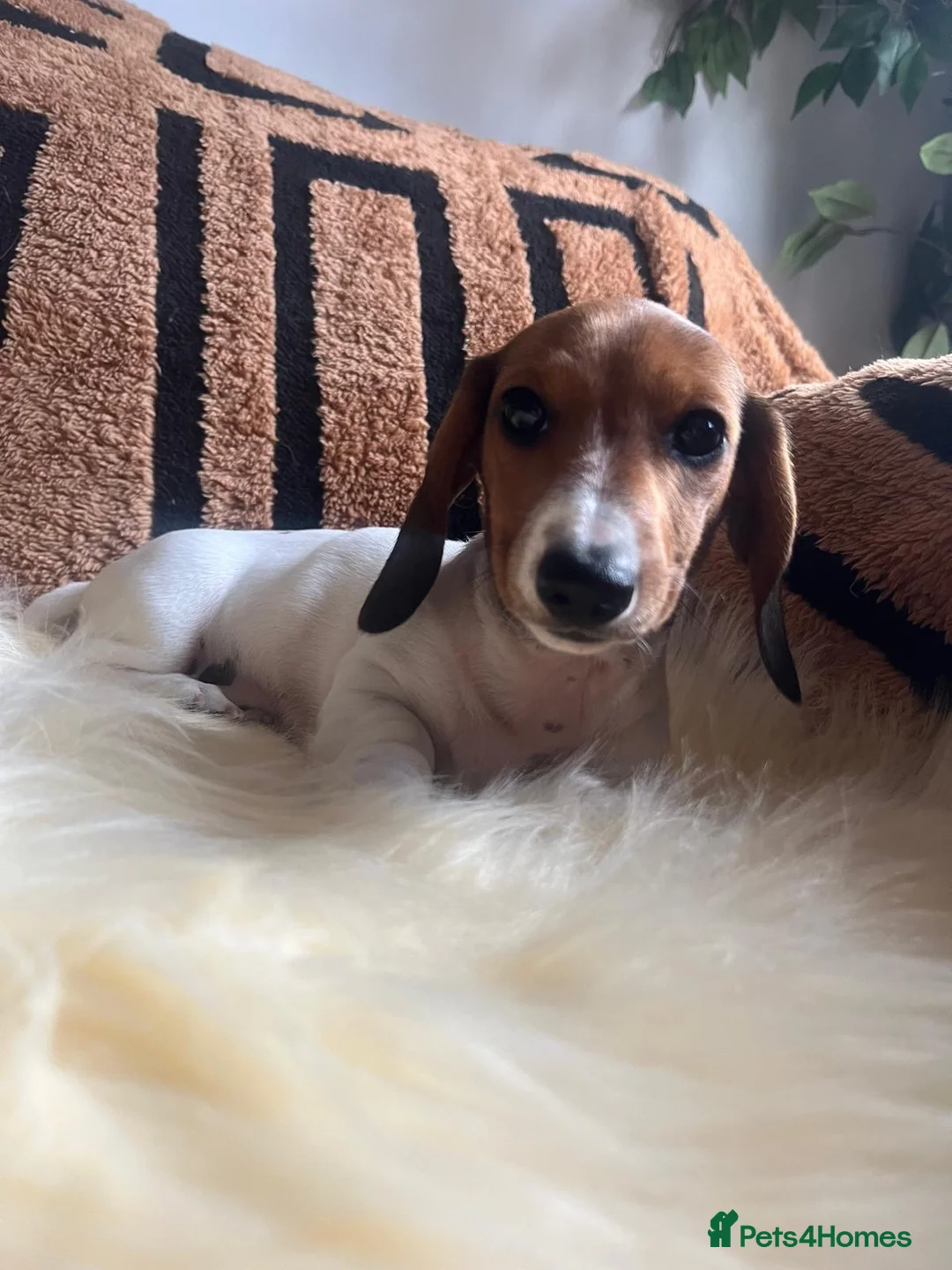 Miniature Dachshund dogs for sale: Beautiful Pedigree Miniature Dachshunds - Advert 2