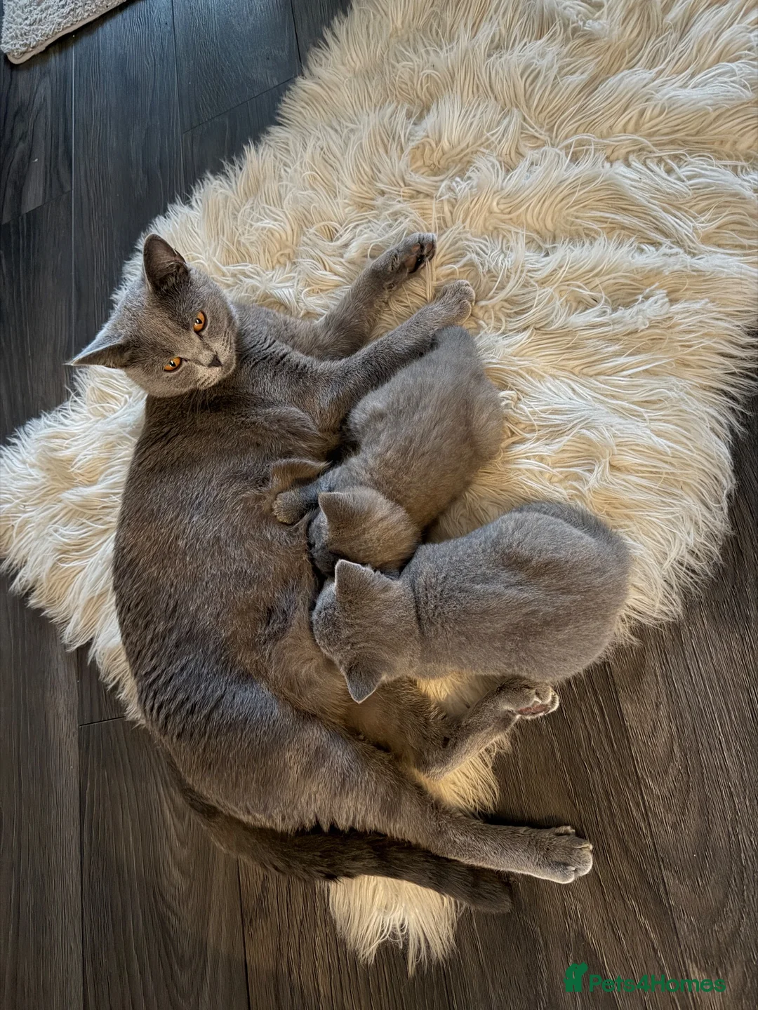 British Shorthair cats for sale: Beautiful Blue British shorthair kittens  - Advert 14