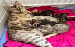 Bengal cats for sale: OUTSTANDING TICA REG BENGAL KITTENS  - Image 8